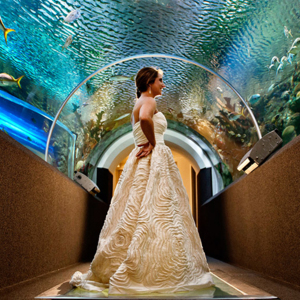 dw-bride-aquarium.jpg