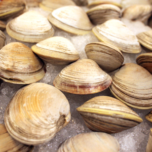 Fresh Clams Delivered Daily